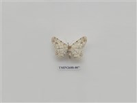 藏品(尺蛾233)的圖片